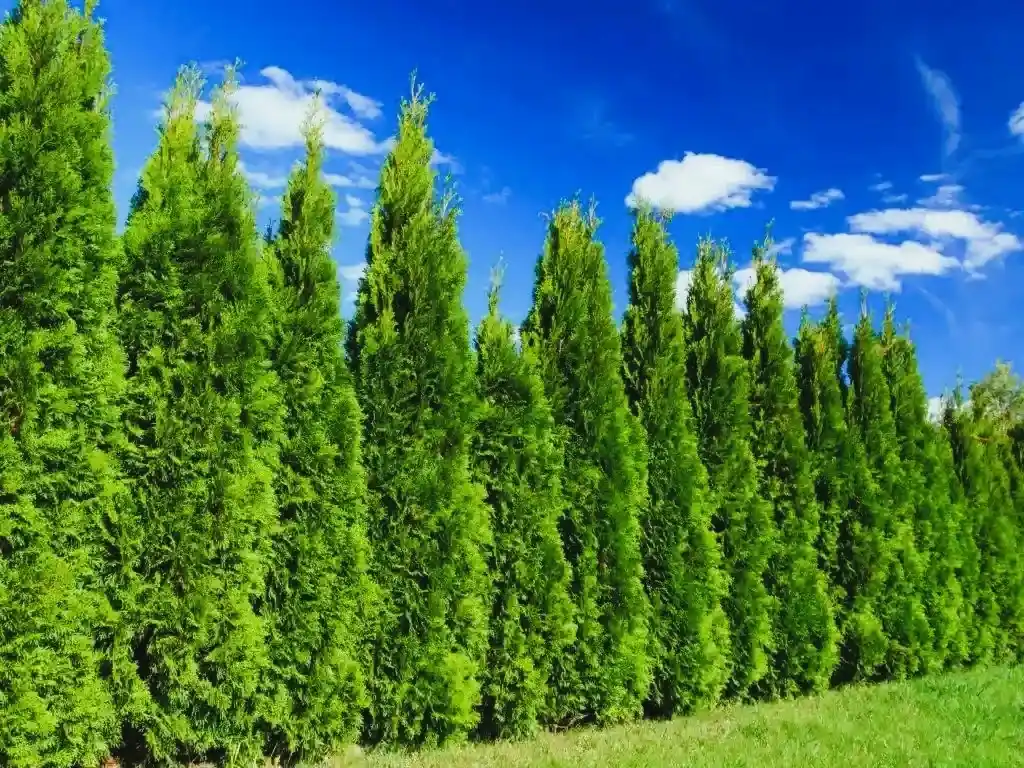 گیاهان بلند قامت مناسب حفظ حریم خصوصی Tall plants for privacy
مجموعه تولیدی سیدوس ,تولید کننده گلدان پلاستیکی سیدوس ,بیش از 120نوع, اعم از گلدان استوانه ای پلاستیکی سیدوس,گلدان الماسی پلاستیکی سیدوس,گلدان مربعی پلاستیکی,گلدان مثلثی پلاستیکی,گلدان گرد پلاستیکی ,باکس مستطیلی,در اندازه های کاکتوسی تا درختچه ای. 