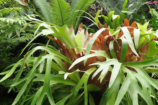 گل سرخس شاخ گوزنیPlatycerium bifurcatum
خانواده:Polypodiacea
زادگاه :جنوب شرقی استرالیا
مجموعه تولیدی سیدوس تولید کننده گلدان پلاستیکی سیدوس  با بیش از 120نوع گلدان پلاستیکی