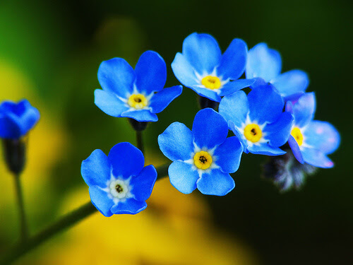 فراموشم مکن (نام علمی: Myosotis)مجموعه تولیدی سیدوس , تولید کننده گلدان پلاستیکی سیدوس