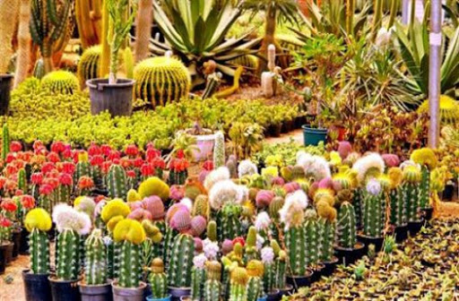 کاکتوس وگل های ظریفشCactus and its delicate flowers
مجموعه تولیدی سیدوس تولید کننده گلدان پلاستیکی سیدوس