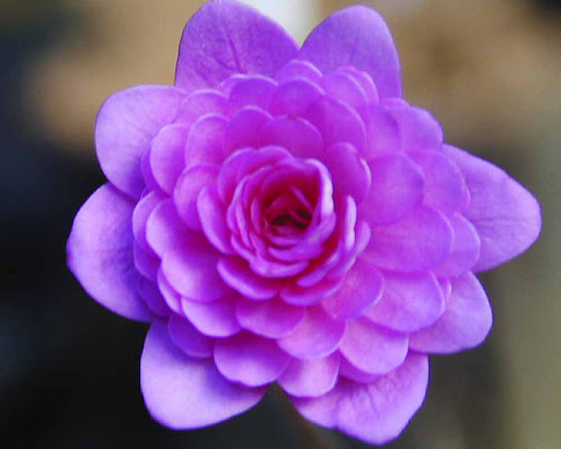 گل هپاتیکا,گل جگرواش, Ranunculaceae ,Hepatica Rubra Plena nobilis مجموعه تولیدی سیدوس تولید کننده گلدان پلاستیکی سیدوس