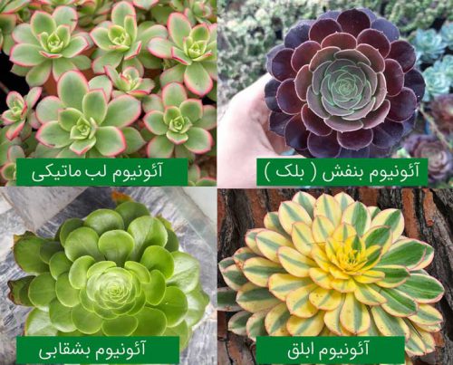 گیاه آئونیوم وراهنمای کامل نگهداری از آنAeonium plant and a complete guide to its care گلدان پلاستیکی Plastic pot, plastic vase مجموعه تولیدی سیدوس ,تولید کننده گلدان پلاستیکی سیدوس ,بیش از 120نوع, اعم از گلدان استوانه ای پلاستیکی سیدوس,گلدان الماسی پلاستیکی سیدوس,گلدان مربعی پلاستیکی,گلدان مثلثی پلاستیکی,گلدان گرد پلاستیکی ,باکس مستطیلی,در اندازه های کاکتوسی تا درختچه ای