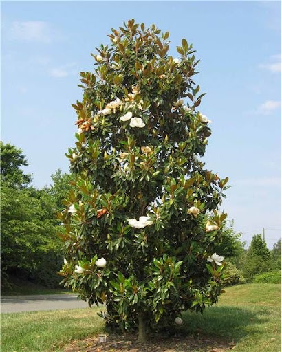 نام علمی: Magnolia grandifloraمگنولیا سفید درختی بسار زیبا در نواحی شمال ایران ودلخواه مجموعه تولیدی گلدان پلاستیکی سیدوس