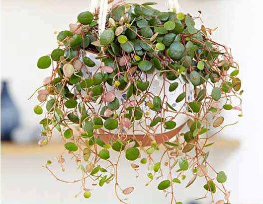 گیاهان آویزی,منزل شما را سبزتر می‌کنندHanging plants make your home greener
مجموعه تولیدی سیدوس تولید کننده گلدان پلاستیکی اعم از گلدان استوانه ای وگلدان الماسی,گلدان باکس ,و... با بیش از 120مدل گلدان پلاستیکی سیدوس