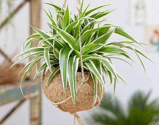 گیاهان آویزی,منزل شما را سبزتر می‌کنندHanging plants make your home greener
مجموعه تولیدی سیدوس تولید کننده گلدان پلاستیکی اعم از گلدان استوانه ای وگلدان الماسی,گلدان باکس ,و... با بیش از 120مدل گلدان پلاستیکی سیدوس