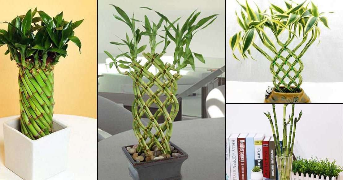 گیاه بامبو وطریقه پیچ دادن آن Bamboo plant and how to twist it مجموعه تولیدی سیدوس ,تولید کننده گلدان پلاستیکی سیدوس ,بیش از 120نوع, اعم از گلدان استوانه ای پلاستیکی سیدوس,گلدان الماسی پلاستیکی سیدوس,گلدان مربعی پلاستیکی,گلدان مثلثی پلاستیکی,گلدان گرد پلاستیکی ,باکس مستطیلی,در اندازه های کاکتوسی تا درختچه ای