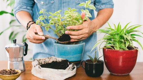 تفاله قهوه ومزایای آن برای گیاهان Coffee grounds and their benefits for plants گلدان پلاستیکی Plastic pot, plastic vase مجموعه تولیدی سیدوس ,تولید کننده گلدان پلاستیکی سیدوس ,بیش از 120نوع, اعم از گلدان استوانه ای پلاستیکی سیدوس,گلدان الماسی پلاستیکی سیدوس,گلدان مربعی پلاستیکی,گلدان مثلثی پلاستیکی,گلدان گرد پلاستیکی ,باکس مستطیلی,در اندازه های کاکتوسی تا درختچه ای