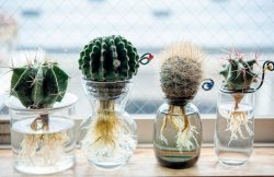 کاکتوس در کشت هیدرو پونیک Cactus in hydroponic culture مجموعه تولیدی سیدوس ,تولید کننده گلدان پلاستیکی سیدوس