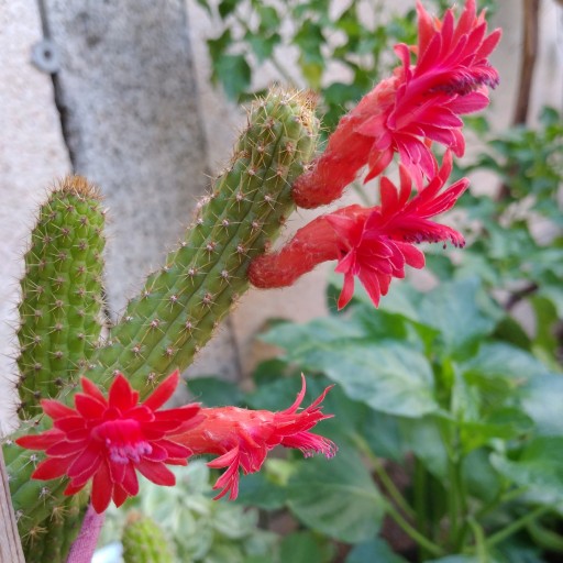 کاکتوس وگل های ظریفشCactus and its delicate flowers
مجموعه تولیدی سیدوس تولید کننده گلدان پلاستیکی سیدوس