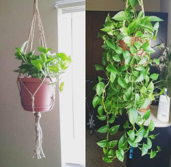 گیاه پتوس و7علت رشد نکردن آن Pothos plant and 7 reasons why it doesn't grow مجموعه تولیدی سیدوس ,تولید کننده گلدان پلاستیکی سیدوس ,بیش از 120نوع, اعم از گلدان استوانه ای پلاستیکی سیدوس,گلدان الماسی پلاستیکی سیدوس,گلدان مربعی پلاستیکی,گلدان مثلثی پلاستیکی,گلدان گرد پلاستیکی ,باکس مستطیلی,در اندازه های کاکتوسی تا درختچه ای