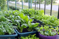 سبزیجات را در خانه از باقیمانده ها دوباره سبز کنیم Re-green vegetables at home from leftovers مجموعه تولیدی سیدوس ,تولید کننده گلدان پلاستیکی سیدوس ,بیش از 120نوع, اعم از گلدان استوانه ای پلاستیکی سیدوس,گلدان الماسی پلاستیکی سیدوس,گلدان مربعی پلاستیکی,گلدان مثلثی پلاستیکی,گلدان گرد پلاستیکی ,باکس مستطیلی,در اندازه های کاکتوسی تا درختچه ای