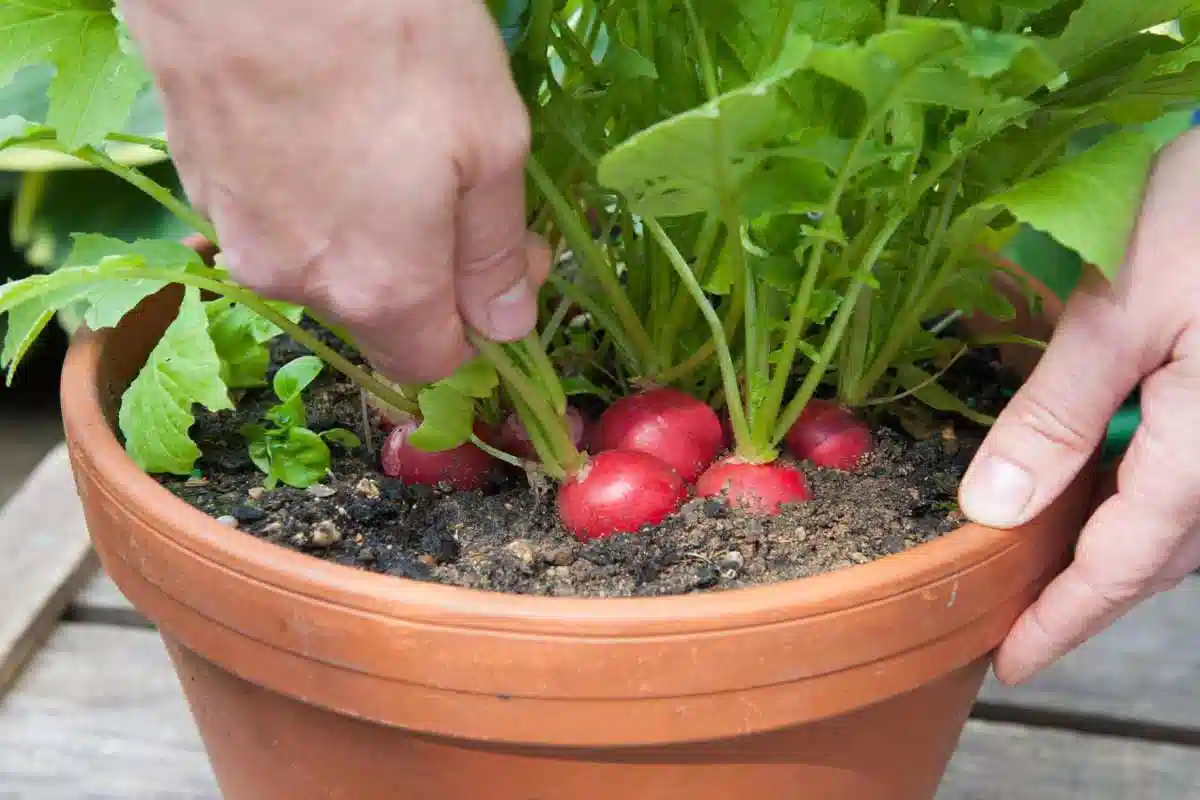 سبزیجاتی که می‌توانید در بالکن پرورش دهیدVegetables you can grow on your balcony مجموعه تولیدی سیدوس ,تولید کننده گلدان پلاستیکی سیدوس ,بیش از 120نوع, اعم از گلدان استوانه ای پلاستیکی سیدوس,گلدان الماسی پلاستیکی سیدوس,گلدان مربعی پلاستیکی,گلدان مثلثی پلاستیکی,گلدان گرد پلاستیکی ,باکس مستطیلی,در اندازه های کاکتوسی تا درختچه ای