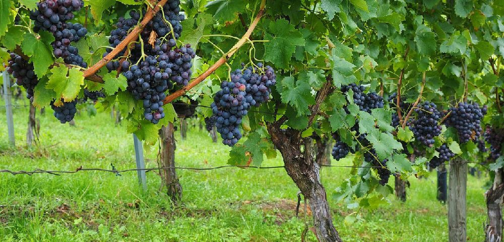 کاشت درخت انگور در گلدان پلاستیکی سیدوسPlanting grapevines in plastic pots Sidoos مجموعه تولیدی سیدوس ,تولید کننده گلدان پلاستیکی سیدوس ,بیش از 120نوع, اعم از گلدان استوانه ای پلاستیکی سیدوس,گلدان الماسی پلاستیکی سیدوس,گلدان مربعی پلاستیکی,گلدان مثلثی پلاستیکی,گلدان گرد پلاستیکی ,باکس مستطیلی,در اندازه های کاکتوسی تا درختچه ای