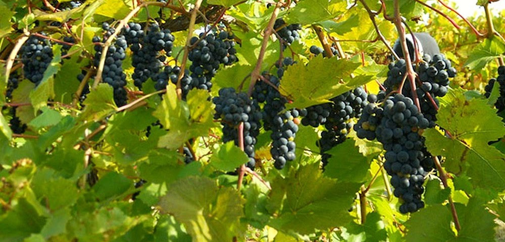 کاشت درخت انگور در گلدان پلاستیکی سیدوس Planting grapevines in plastic pots Sidoos مجموعه تولیدی سیدوس ,تولید کننده گلدان پلاستیکی سیدوس ,بیش از 120نوع, اعم از گلدان استوانه ای پلاستیکی سیدوس,گلدان الماسی پلاستیکی سیدوس,گلدان مربعی پلاستیکی,گلدان مثلثی پلاستیکی,گلدان گرد پلاستیکی ,باکس مستطیلی,در اندازه های کاکتوسی تا درختچه ای