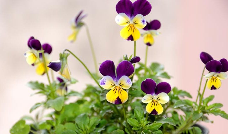 بنفشه سه رنگ (Wild Pancy)نام علمی: (Viola tricolor)