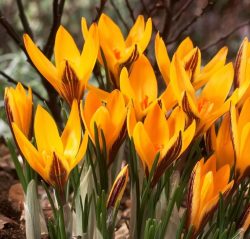 زعفران جامه طلائی Crocus angustifolius مجموعه تولیدی سیدوس,تتولید کننده گلدان پلاستیکی سیدوس,