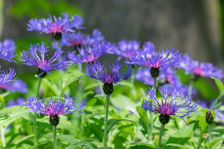 گل گندم (Centaurea cyanus)مجموعه تولیدی سیدوس ,تولید کننده گلدان پلاستیکی سیدوس