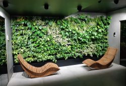 دیوار سبز وبهترین ایده برای اجرای آن Green wall and the best idea for its implementation مجموعه تولیدی سیدوس ,تولید کننده گلدان پلاستیکی سیدوس ,بیش از 120نوع, اعم از گلدان استوانه ای پلاستیکی سیدوس,گلدان الماسی پلاستیکی سیدوس,گلدان مربعی پلاستیکی,گلدان مثلثی پلاستیکی,گلدان گرد پلاستیکی ,باکس مستطیلی,در اندازه های کاکتوسی تا درختچه ای