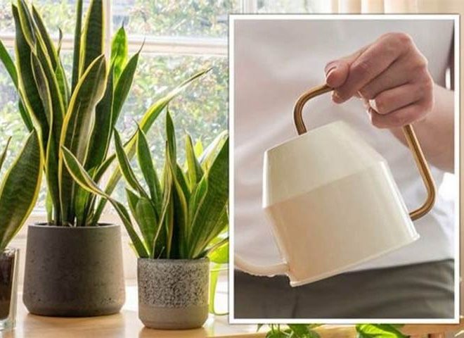 سانسوریا و8علت لوله شدن برگ آنSansevieria and 8 reasons why its leaves curl مجموعه تولیدی سیدوس ,تولید کننده گلدان پلاستیکی سیدوس ,بیش از 120نوع, اعم از گلدان استوانه ای پلاستیکی سیدوس,گلدان الماسی پلاستیکی سیدوس,گلدان مربعی پلاستیکی,گلدان مثلثی پلاستیکی,گلدان گرد پلاستیکی ,باکس مستطیلی,در اندازه های کاکتوسی تا درختچه ای