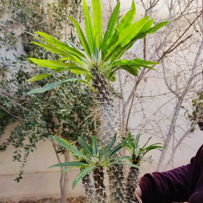 نخل ماداگاسکار وعلل پاجوش نزدن آنMadagascar Palm and Reasons for Not Growing It
مجموعه تولیدی سیدوس ,تولید کننده گلدان پلاستیکی سیدوس ,بیش از 120نوع, اعم از گلدان استوانه ای پلاستیکی سیدوس,گلدان الماسی پلاستیکی سیدوس,گلدان مربعی پلاستیکی,گلدان مثلثی پلاستیکی,گلدان گرد پلاستیکی ,باکس مستطیلی,در اندازه های کاکتوسی تا درختچه ای