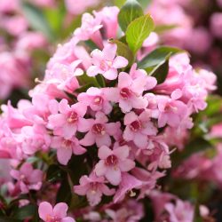 گل واگیلیا ـ خانواده: Caprifoliaceae ـ نام علمی: Weigela praecox مجموعه تولیدی سیدوس تولید کننده گلدان های پلاستیکی سیدوس در رنگهای متنوع