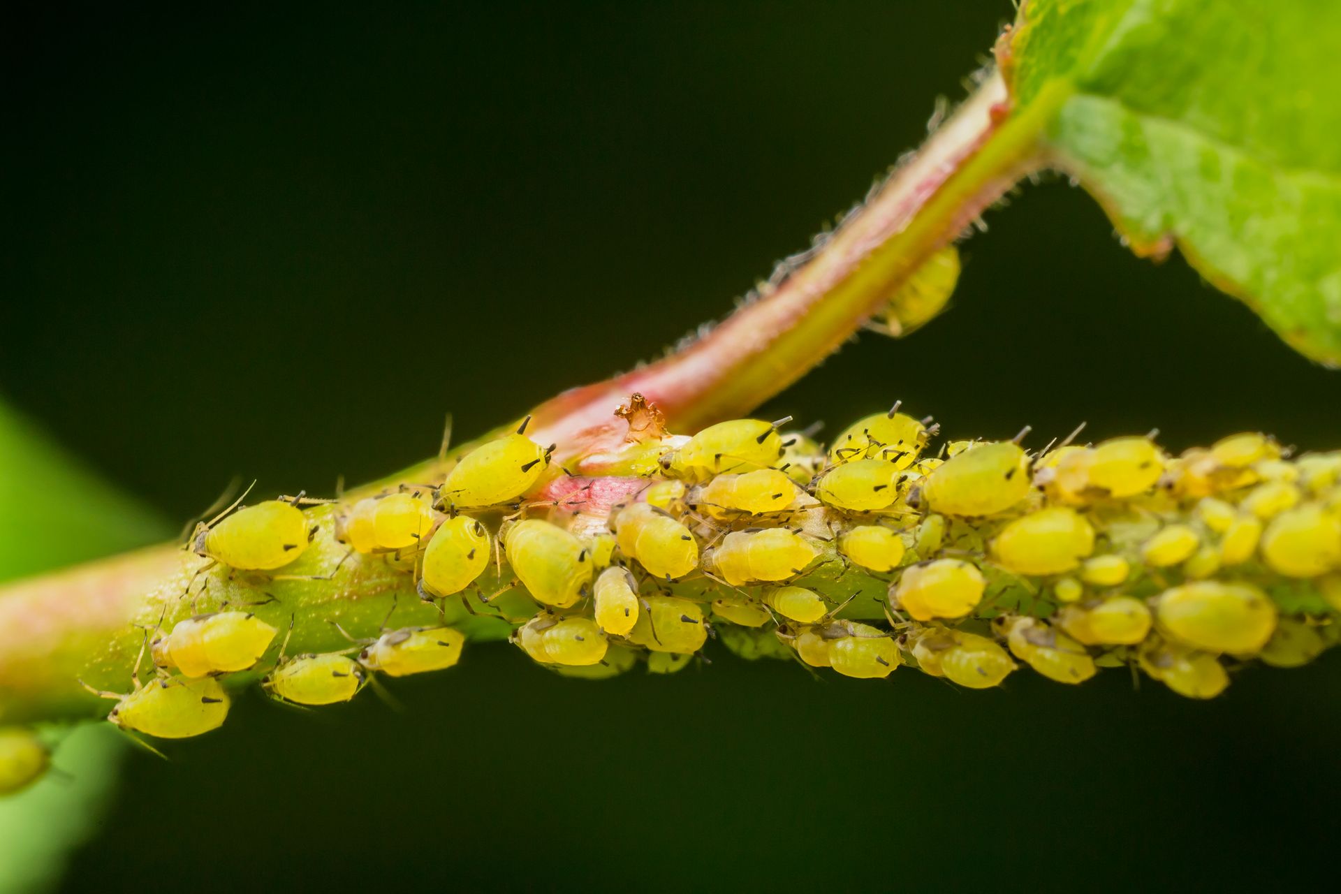 پشه زدن گیاهان وبررسی چگونگی ورفع آنMosquito bites on plants and how to fix it
مجموعه تولیدی سیدوس ,تولید کننده گلدان پلاستیکی سیدوس ,بیش از 120نوع, اعم از گلدان استوانه ای پلاستیکی سیدوس,گلدان الماسی پلاستیکی سیدوس,گلدان مربعی پلاستیکی,گلدان مثلثی پلاستیکی,گلدان گرد پلاستیکی ,باکس مستطیلی,در اندازه های کاکتوسی تا درختچه ای