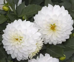 گل داوودی Chrysanthemum مجموعه تولیدی سیدوس,تولید کننده گلدان پلاستیکی سیدوس