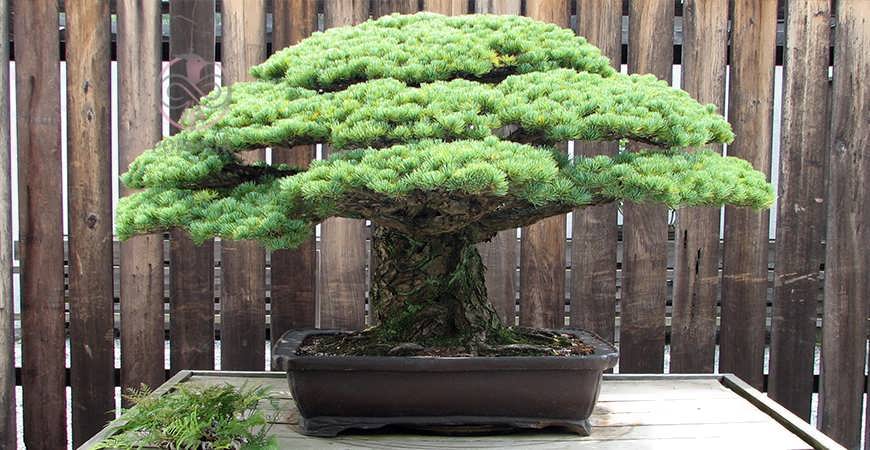بونسای های عجیب و گرانبها در دنیاStrange and precious bonsai in the world
مجموعه تولیدی سیدوس ,تولید کننده گلدان پلاستیکی سیدوس ,بیش از 120نوع, اعم از گلدان استوانه ای پلاستیکی سیدوس,گلدان الماسی پلاستیکی سیدوس,گلدان مربعی پلاستیکی,گلدان مثلثی پلاستیکی,گلدان گرد پلاستیکی ,باکس مستطیلی,در اندازه های کاکتوسی تا درختچه ای