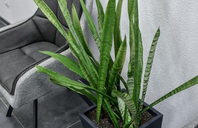 سانسوریا و8علت لوله شدن برگ آنSansevieria and 8 reasons why its leaves curl مجموعه تولیدی سیدوس ,تولید کننده گلدان پلاستیکی سیدوس ,بیش از 120نوع, اعم از گلدان استوانه ای پلاستیکی سیدوس,گلدان الماسی پلاستیکی سیدوس,گلدان مربعی پلاستیکی,گلدان مثلثی پلاستیکی,گلدان گرد پلاستیکی ,باکس مستطیلی,در اندازه های کاکتوسی تا درختچه ای