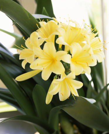 گل خورشیدی با نام انگلیسی Kaffir Lily یا Bush lily و نام علمی Clivia miniata شناخته می شود. این گل زیبا از خانواده ی Amaryllidacea بوده و موطن اصلی آن آفریقای جنوبی استگل خورشیدی در گلدان پلاستیکی سیدوس بسیار جذاب است.