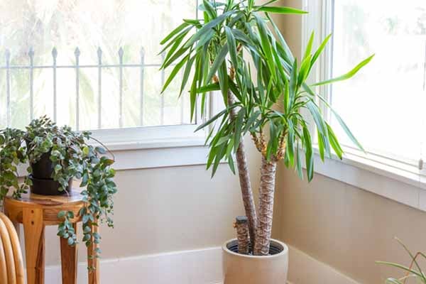 درختچه های آپارتمانی در گلدان پلاستیکی سیدوسApartment shrubs in plastic pots Sidoos
مجموعه تولیدی سیدوس ,تولید کننده گلدان پلاستیکی سیدوس ,بیش از 120نوع, اعم از گلدان استوانه ای پلاستیکی سیدوس,گلدان الماسی پلاستیکی سیدوس,گلدان مربعی پلاستیکی,گلدان مثلثی پلاستیکی,گلدان گرد پلاستیکی ,باکس مستطیلی,در اندازه های کاکتوسی تا درختچه ای