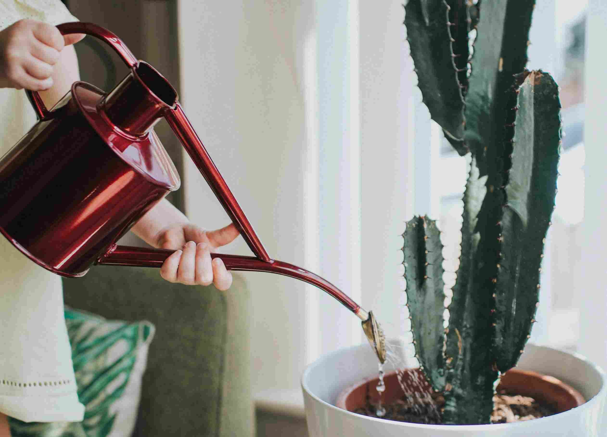 گیاه افوربیا در گلدان پلاستیکی سیدوسeuphorbia-plant-in-a-plastic-sidoos-pot
گلدان پلاستیکی Plastic pot, plastic vase مجموعه تولیدی سیدوس ,تولید کننده گلدان پلاستیکی سیدوس ,بیش از 120نوع, اعم از گلدان استوانه ای پلاستیکی سیدوس,گلدان الماسی پلاستیکی سیدوس,گلدان مربعی پلاستیکی,گلدان مثلثی پلاستیکی,گلدان گرد پلاستیکی ,باکس مستطیلی,در اندازه های کاکتوسی تا درختچه ای