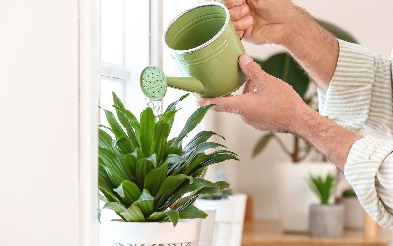 توقف رشد گیاهان آپارتمانیstopping-the-growth-of-houseplants
مجموعه تولیدی سیدوس ,تولید کننده گلدان پلاستیکی سیدوس ,بیش از 120نوع, اعم از گلدان استوانه ای پلاستیکی سیدوس,گلدان الماسی پلاستیکی سیدوس,گلدان مربعی پلاستیکی,گلدان مثلثی پلاستیکی,گلدان گرد پلاستیکی ,باکس مستطیلی,در اندازه های کاکتوسی تا درختچه ای