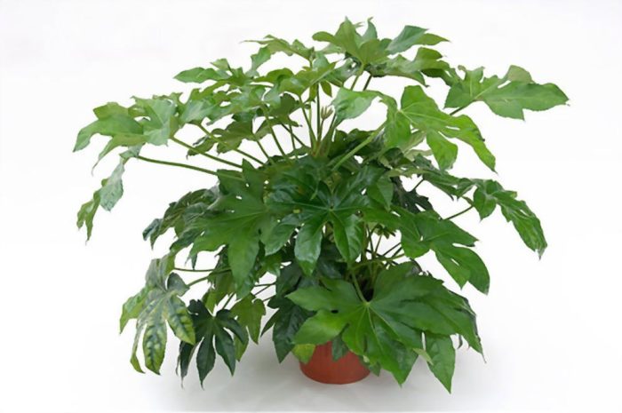 گیاه آرالیای ژاپنیJapanese Aralia plant
مجموعه تولیدی سیدوس ,تولید کننده گلدان پلاستیکی سیدوس ,بیش از 120نوع, اعم از گلدان استوانه ای پلاستیکی سیدوس,گلدان الماسی پلاستیکی سیدوس,گلدان مربعی پلاستیکی,گلدان مثلثی پلاستیکی,گلدان گرد پلاستیکی ,باکس مستطیلی,در اندازه های کاکتوسی تا درختچه ای