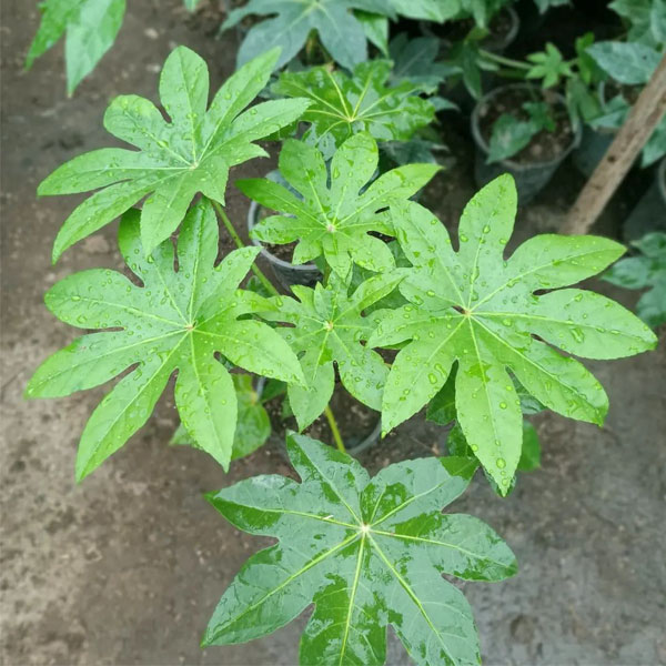 گیاه آرالیای ژاپنیJapanese Aralia plant
مجموعه تولیدی سیدوس ,تولید کننده گلدان پلاستیکی سیدوس ,بیش از 120نوع, اعم از گلدان استوانه ای پلاستیکی سیدوس,گلدان الماسی پلاستیکی سیدوس,گلدان مربعی پلاستیکی,گلدان مثلثی پلاستیکی,گلدان گرد پلاستیکی ,باکس مستطیلی,در اندازه های کاکتوسی تا درختچه ای