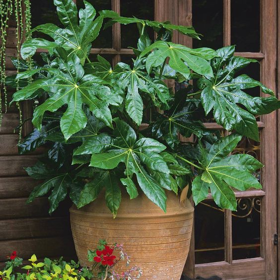درختچه های آپارتمانی در گلدان پلاستیکی سیدوسApartment shrubs in plastic pots Sidoos
مجموعه تولیدی سیدوس ,تولید کننده گلدان پلاستیکی سیدوس ,بیش از 120نوع, اعم از گلدان استوانه ای پلاستیکی سیدوس,گلدان الماسی پلاستیکی سیدوس,گلدان مربعی پلاستیکی,گلدان مثلثی پلاستیکی,گلدان گرد پلاستیکی ,باکس مستطیلی,در اندازه های کاکتوسی تا درختچه ای