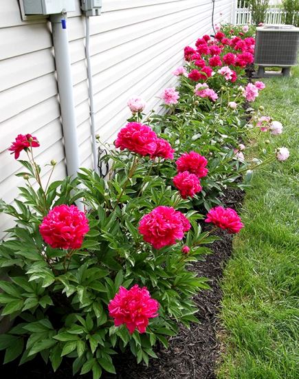 گل پیونی(Paeonia) در گلدان پلاستیکی سیدوسPeony (Paeonia) in a plastic pot from Sidoos مجموعه تولیدی سیدوس ,تولید کننده گلدان پلاستیکی سیدوس ,بیش از 120نوع, اعم از گلدان استوانه ای پلاستیکی سیدوس,گلدان الماسی پلاستیکی سیدوس,گلدان مربعی پلاستیکی,گلدان مثلثی پلاستیکی,گلدان گرد پلاستیکی ,باکس مستطیلی,در اندازه های کاکتوسی تا درختچه ای