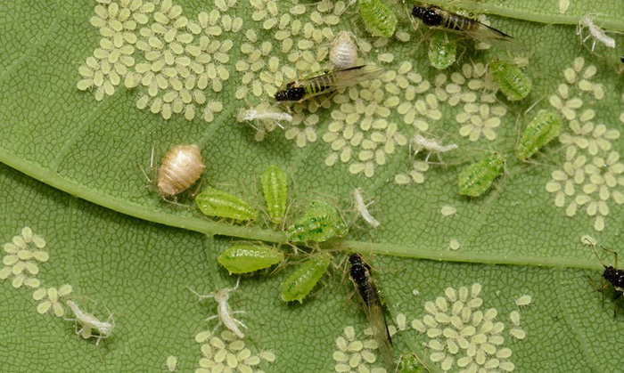 بیماری های رایج گیاهان آپارتمانیCommon houseplant diseases مجموعه تولیدی سیدوس ,تولید کننده گلدان پلاستیکی سیدوس ,بیش از 120نوع, اعم از گلدان استوانه ای پلاستیکی سیدوس,گلدان الماسی پلاستیکی سیدوس,گلدان مربعی پلاستیکی,گلدان مثلثی پلاستیکی,گلدان گرد پلاستیکی ,باکس مستطیلی,در اندازه های کاکتوسی تا درختچه ای تدوین:مینو غفوری ساداتیه آدرس اینستاگرام:gooldono.stand.sidoos@ تلفن:09308743868