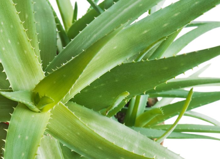 گیاه آلوئه ورا یا صبرAloe vera plant or patience مجموعه تولیدی سیدوس ,تولید کننده گلدان پلاستیکی سیدوس ,بیش از 120نوع, اعم از گلدان استوانه ای پلاستیکی سیدوس,گلدان الماسی پلاستیکی سیدوس,گلدان مربعی پلاستیکی,گلدان مثلثی پلاستیکی,گلدان گرد پلاستیکی ,باکس مستطیلی,در اندازه های کاکتوسی تا درختچه ای