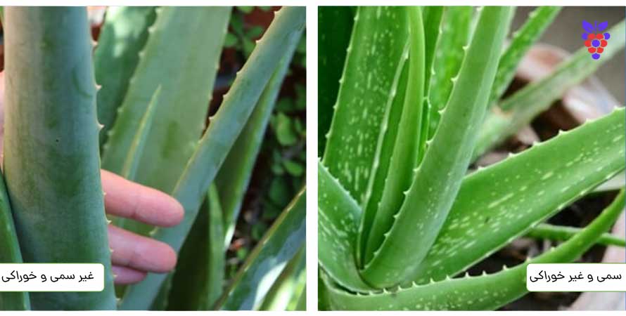گیاه آلوئه ورا یا صبرAloe vera plant or patience مجموعه تولیدی سیدوس ,تولید کننده گلدان پلاستیکی سیدوس ,بیش از 120نوع, اعم از گلدان استوانه ای پلاستیکی سیدوس,گلدان الماسی پلاستیکی سیدوس,گلدان مربعی پلاستیکی,گلدان مثلثی پلاستیکی,گلدان گرد پلاستیکی ,باکس مستطیلی,در اندازه های کاکتوسی تا درختچه ای