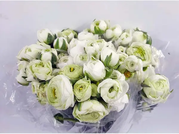 گل آنمون در گلدان پلاستیکی سیدوس Anemone flower in a plastic pot Sidoos گلدان پلاستیکی Plastic pot, plastic vase مجموعه تولیدی سیدوس ,تولید کننده گلدان پلاستیکی سیدوس ,بیش از 120نوع, اعم از گلدان استوانه ای پلاستیکی سیدوس,گلدان الماسی پلاستیکی سیدوس,گلدان مربعی پلاستیکی,گلدان مثلثی پلاستیکی,گلدان گرد پلاستیکی ,باکس مستطیلی,در اندازه های کاکتوسی تا درختچه ای