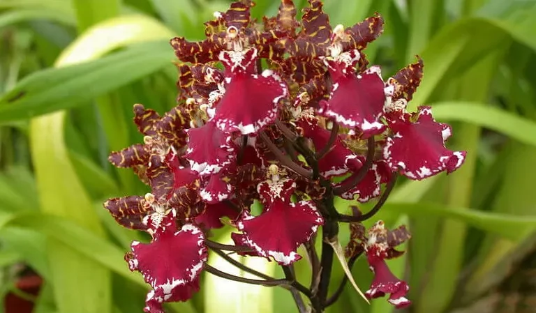 گل اُرکیده25گونه Orchidaceae مجموعه تولیدی سیدوس,تولید کننده گلدان پلاستیکی سیدوس ومحصولات شیلنگ آب وگاز وکولر