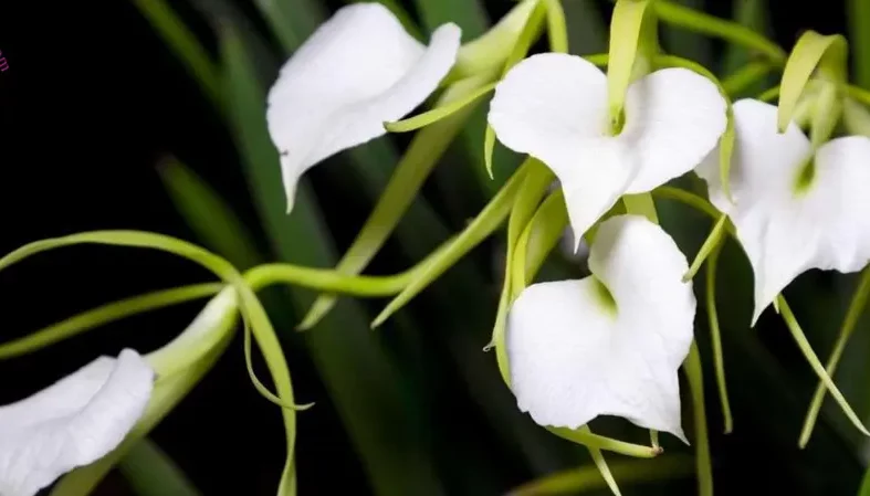 گل اُرکیده25گونه Orchidaceae مجموعه تولیدی سیدوس,تولید کننده گلدان پلاستیکی سیدوس ومحصولات شیلنگ آب وگاز وکولر