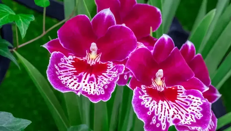 گل اُرکیده 25گونه Orchidaceae مجموعه تولیدی سیدوس,تولید کننده گلدان پلاستیکی سیدوس ومحصولات شیلنگ آب وگاز وکولر