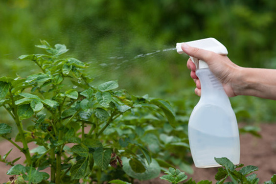 اسپری براق کننده برگ  گیاهان آپارتمانی Leaf shine spray for houseplants مجموعه تولیدی سیدوس ,تولید کننده گلدان پلاستیکی سیدوس ,بیش از 120نوع, اعم از گلدان استوانه ای پلاستیکی سیدوس,گلدان الماسی پلاستیکی سیدوس,گلدان مربعی پلاستیکی,گلدان مثلثی پلاستیکی,گلدان گرد پلاستیکی ,باکس مستطیلی,در اندازه های کاکتوسی تا درختچه ای