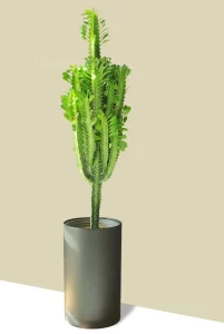 گیاه افوربیا در گلدان پلاستیکی سیدوس (بیش از 2000گونه)