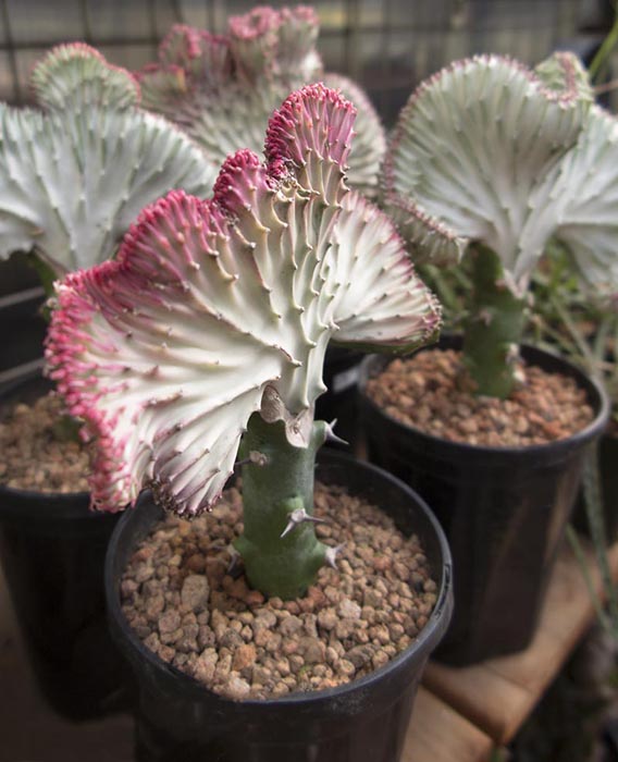 کاکتوس بدون تیغ کاکتوس افوربیا لاکتی (euphorbia lactea cristata) مجموعه تولیدی سیدوس تولید کننده گلدان پلاستیکی سیدوس