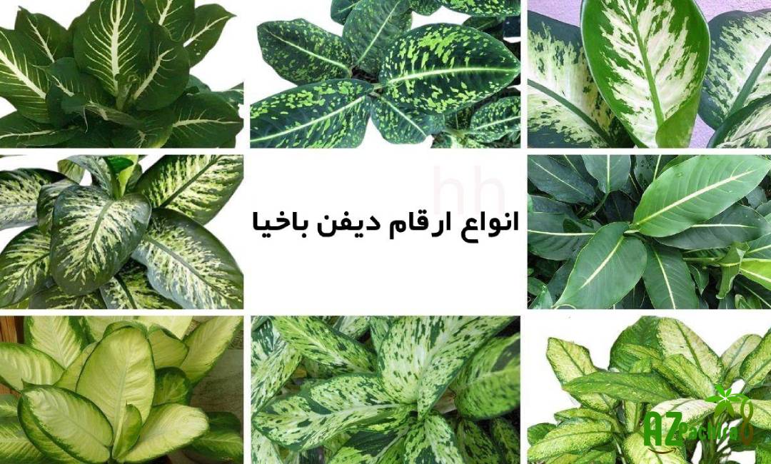 دیفن باخیا Dieffenbachia مجموعه تولیدی سیدوس , تولید کننده گلدان پلاستیکی سیدوس