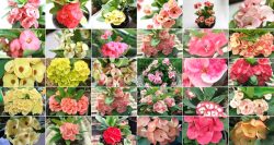 گل افوربیا میلی Euphorbia_Milii_flowers تدوین:مینو غفوری ساداتیه آدرس اینستاگرام:gooldono.stand.sidoos@ تلفن:09308743868