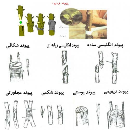 تکثیر گیاهان از بذر تا قلمه زنیPlant propagation from seed to cuttings
مجموعه تولیدی سیدوس ,تولید کننده گلدان پلاستیکی سیدوس ,بیش از 120نوع, اعم از گلدان استوانه ای پلاستیکی سیدوس,گلدان الماسی پلاستیکی سیدوس,گلدان مربعی پلاستیکی,گلدان مثلثی پلاستیکی,گلدان گرد پلاستیکی ,باکس مستطیلی,در اندازه های کاکتوسی تا درختچه ای